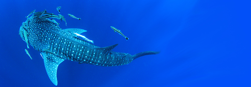 Rhincodon Consulting is based out of Calgary, Alberta.